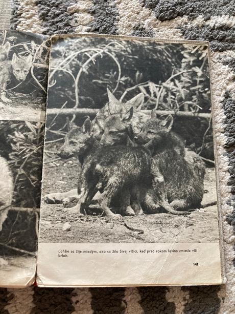 Sivá vlčica jaroslav holeček (1968), 