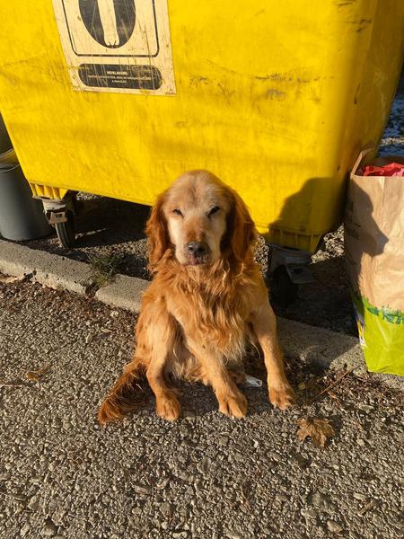 Nájdený psik v Sučanoch