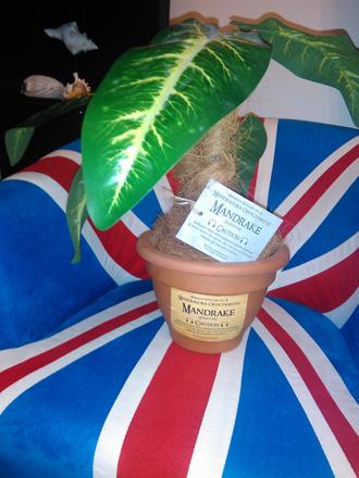 Mandragora - dekorácia harry potter,