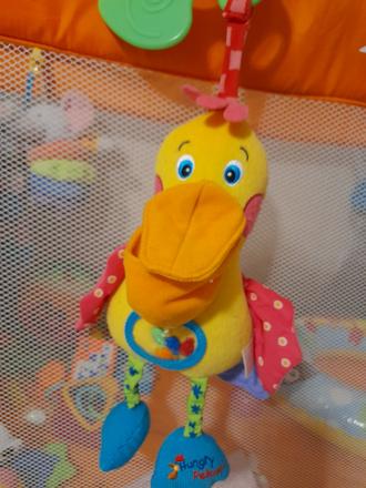 Veľký závesný pelikán, 