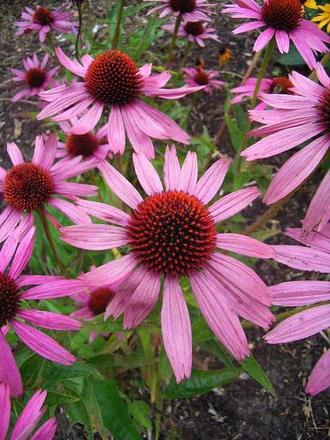 Semienka rôznych trvaliek,