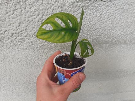 Monstera adansonii - mladé rastliny, 