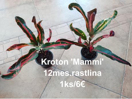 Izbové kvetinky,