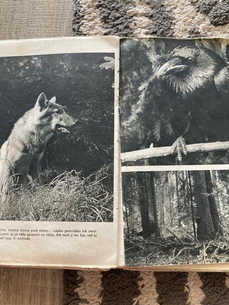 Sivá vlčica jaroslav holeček (1968), 