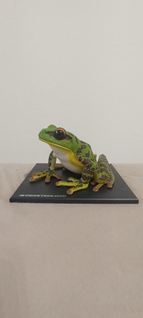 4d vision frog anatomy model, 