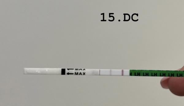 Ovulačné testy - prebieha ovulácia?
