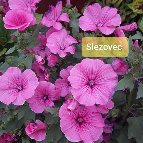 Semienka letničiek/dvojročka,