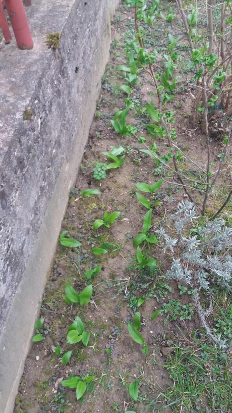 Pesto z medvedieho cesnaku doma vypestovaneho 2025,