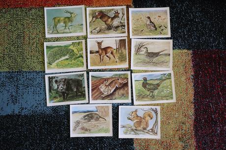 Obrazy/postery/obrázky zvierat,