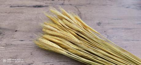 Dekoračné sušené žito - žlté, 