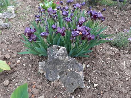 Skalkové nízke kosatce, 