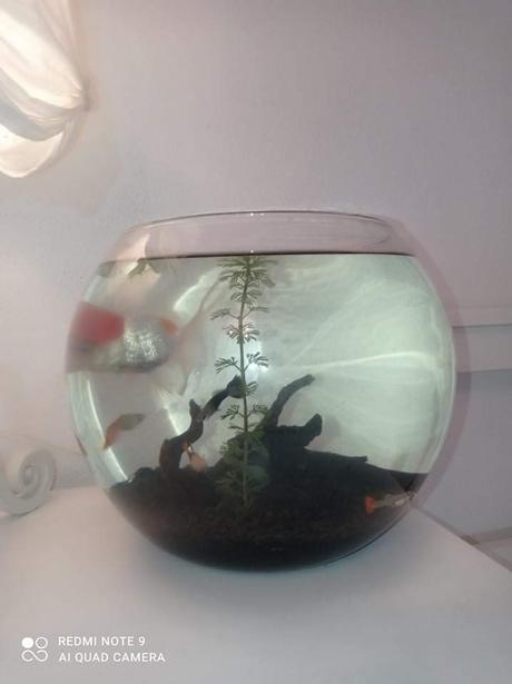 Akvárium - sklenená guľa pre rybičky,