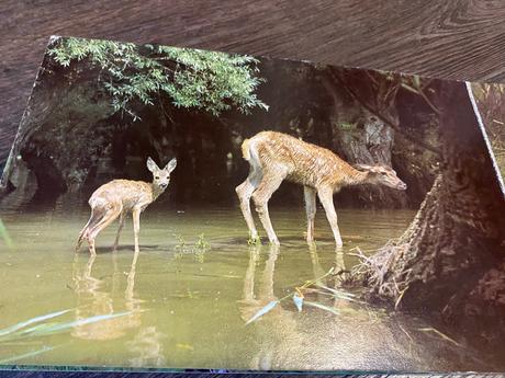 Staré retro leporelo kto býva v lese 1989,