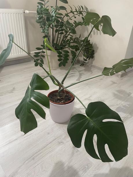 Monstera,