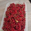 prave naoberane ide sa na bublaninu