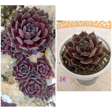 Sempervivum - skalná ruža, 