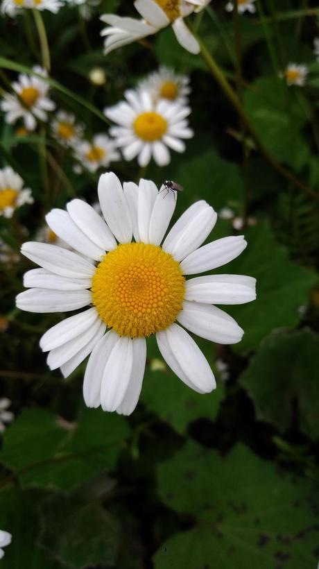 Margaréta biela,