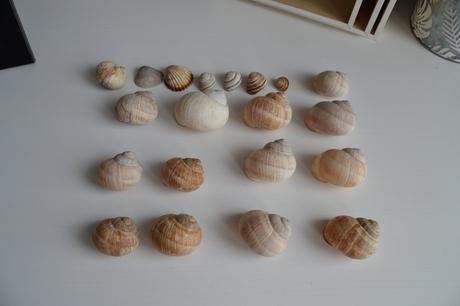 Slimačie ulity mix 18ks+ mušle 2ks,