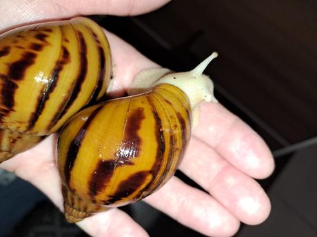 Achatina achatina nigeria  albinobody, 