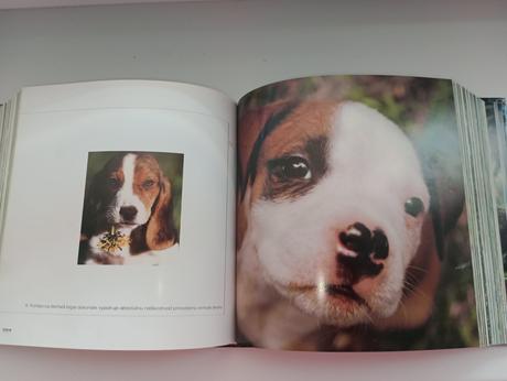 Hrubá kniha mláďatá,