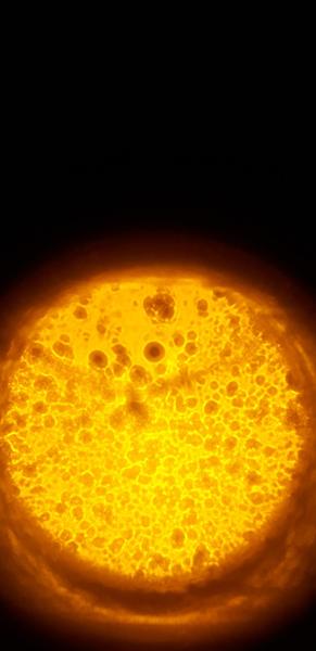 Ovulačný mikroskop