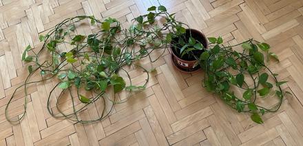 Predám rastlinu epipremnum aureum č.13, 