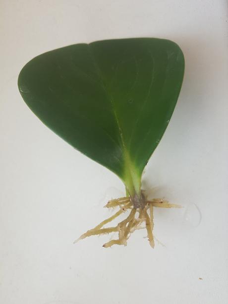 Vzdyzelene izbove kvety / rastlinky - rozne,