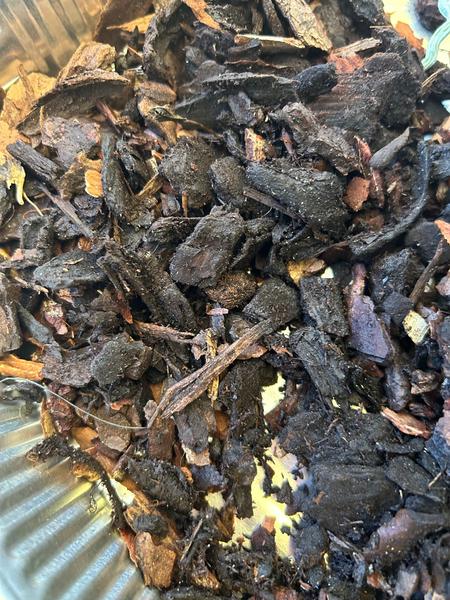 Ako zachrániť orchideu s hnilými koreňmi?