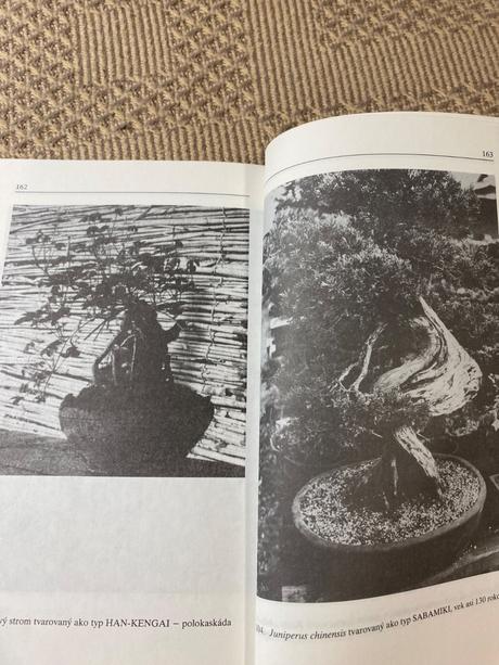 Miloslav ryšán  bonsaj, 