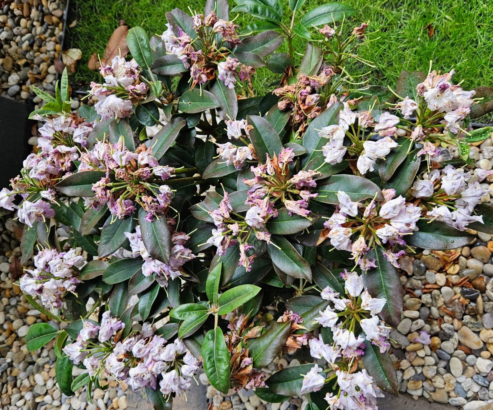 Rhododendron choroba Modrý koník