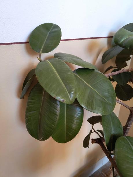 Predám kvet fikus., 