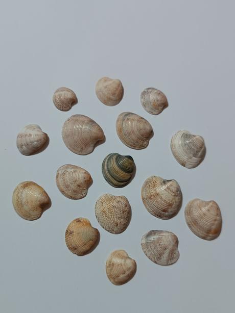 Dekoračné mušle, 