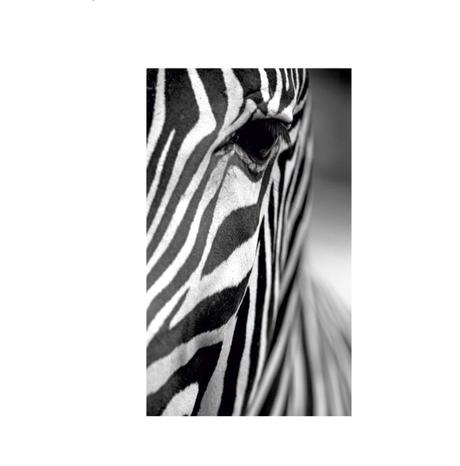 Obraz black&white zebra 41x70cm, 