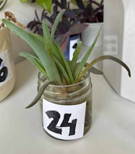 Č.24 rastlina aloe vera 2x odnož, 