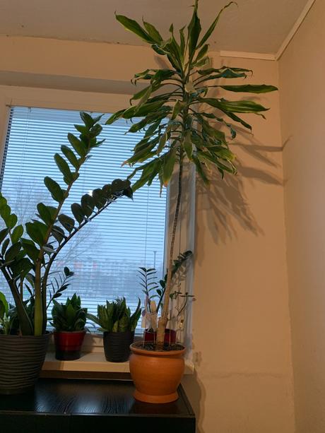 Kvet dracéna, 