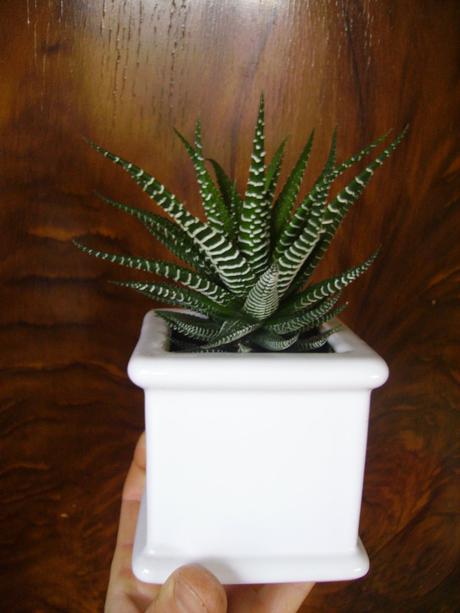 Haworthia fasciata alba - mládniky, 