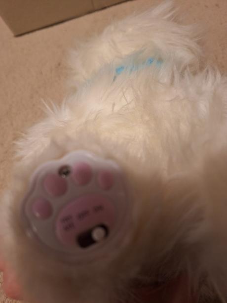 Pradúca,mňaukajúca,papajúca mačka, 