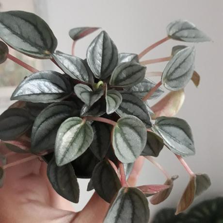 Izbový kvet - peperomia napoli night, 