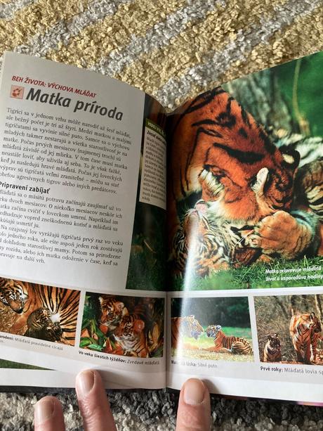 Tigre výprava do barín, 