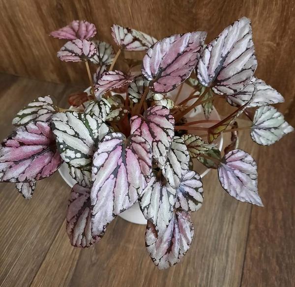 Begónia kráľovská - Prešov