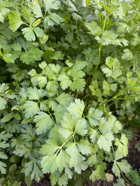 Semienka- koriander,petržlen vňaťový,aksamiet. atď,