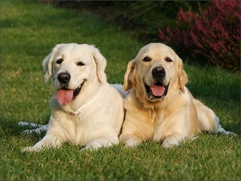 Piesne na otcovu 40tku