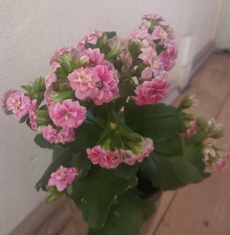 Cinska ruza muskat asparagus petunia kalanchoe,