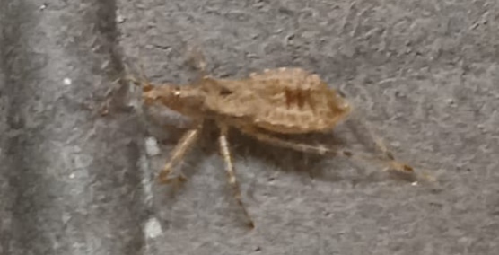 Čo je to za chrobáka?