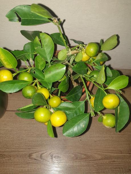 Rastliny citrus ,kaktus...ks/5.90 teraz zlava 4.90,