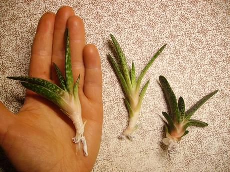 Gastéria bradavičnatá (sukulent) - mládnik, 