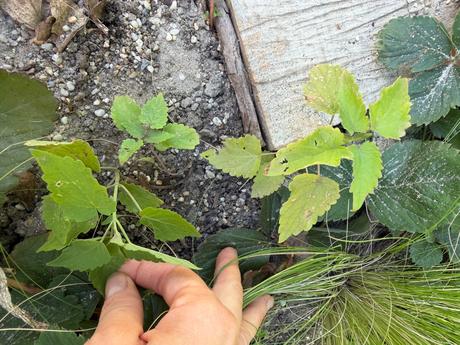 Agastache feniklové aromatické,