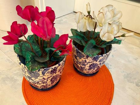 Kvet cyklámen/ sada 2 ks,