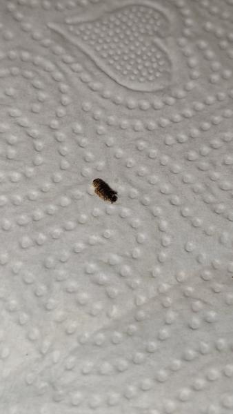 Je to ploštica alebo kožojed?