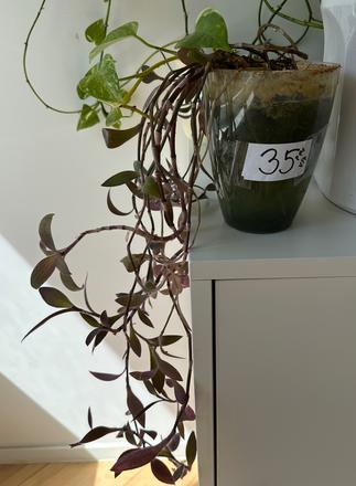 Predám rastlinu tradescantia č.35,